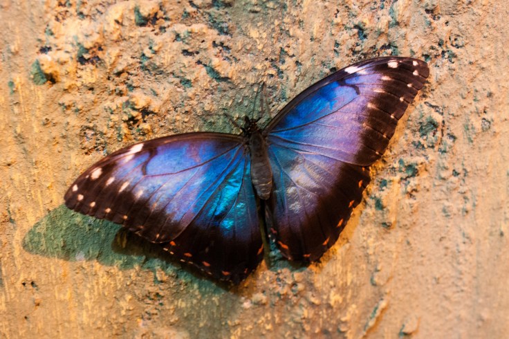 15917109644_99cf4f876e_k