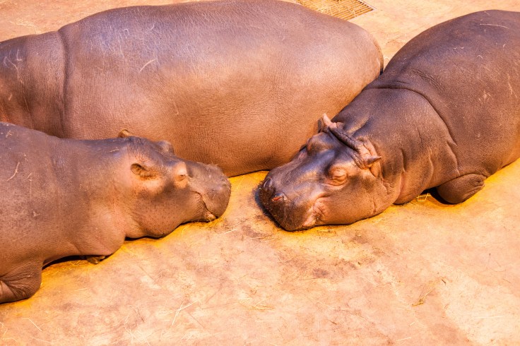 16538621892_252261fed5_k